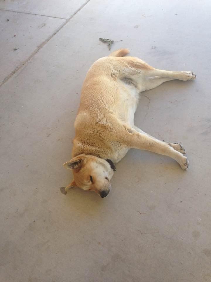 Ralph doing what he does best