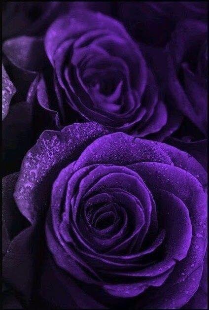 Good Morning all this Magnificent Monday! Now may the God of peace, who through the blood of the eternal covenant brought back from the dead our Lord Jesus, that great Shepherd of the sheep, equip you with everything good f