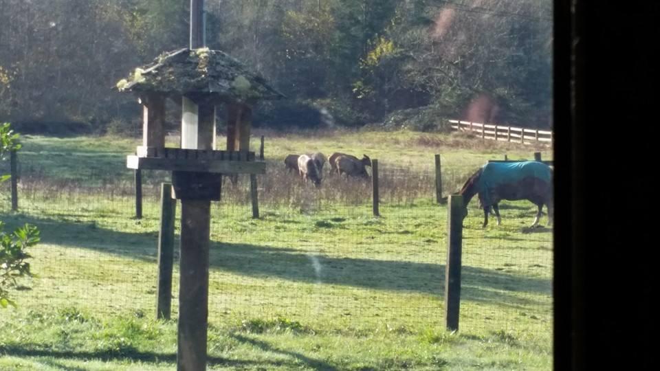 SEVEN elk in the pasture this morning!