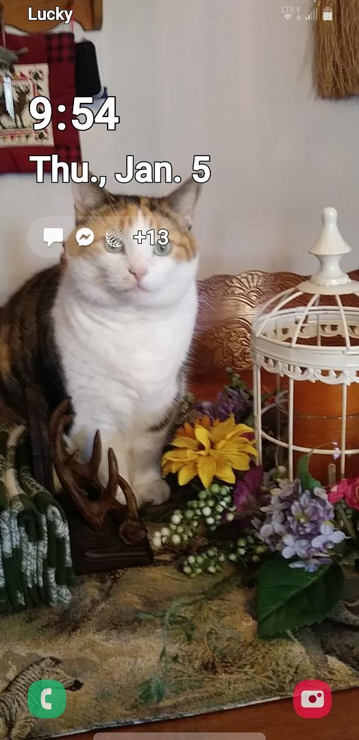 My lilyloo