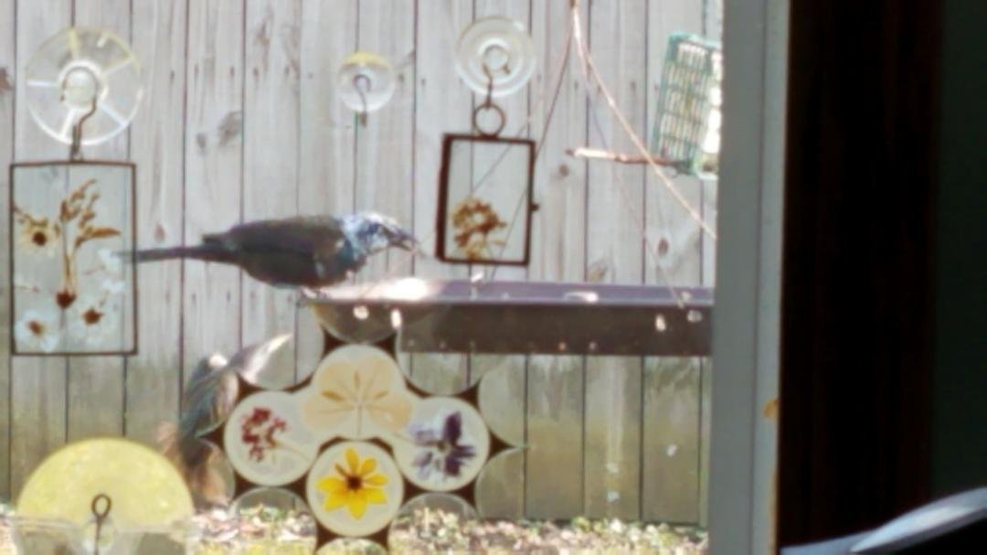 This odd fella has been stopping by for the last 3 years!