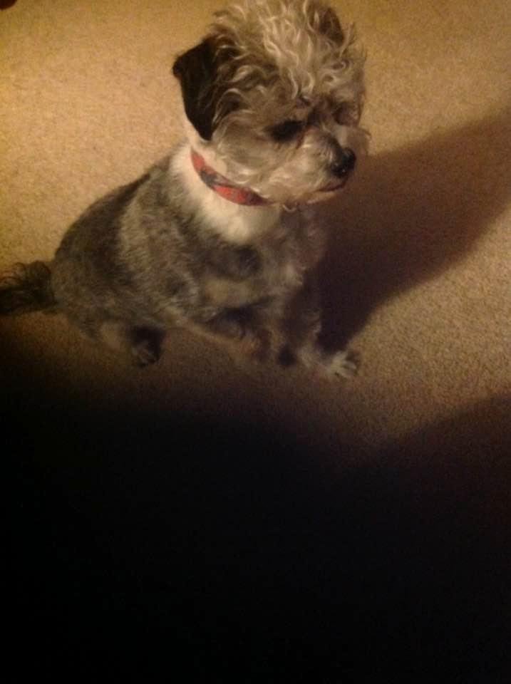Meet my creative little Rescue Friend "Bently" Adopted Feb. 2015