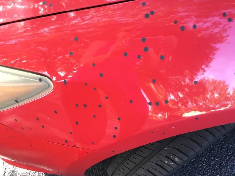 This is what happens when paving company is redoing parking lot and Jose breaks. Entire hood is covered. Waiting to see how they repair this. Numerous cars were damaged