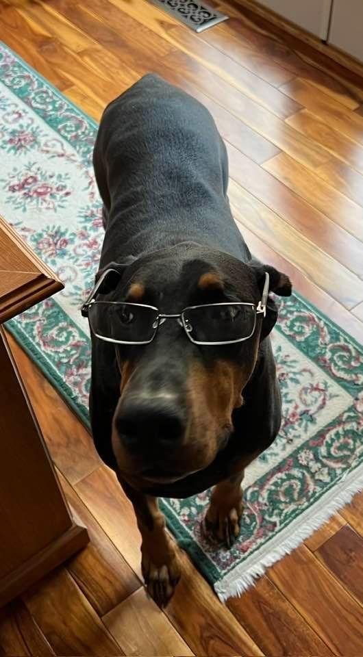 Zeus is coming up on this 8th birthday this summer. I guess this is the stage of Doberman “middle age” where it is time for “cheaters” to read his copy of Dog World.