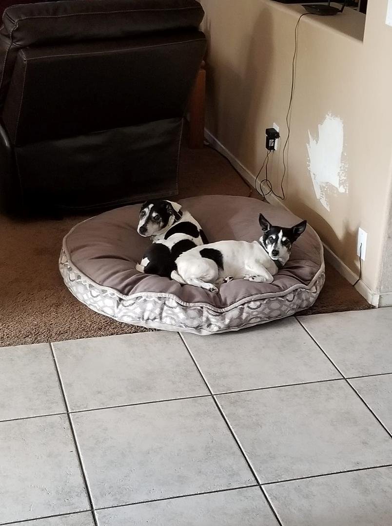Oso and Leo enjoying their birthday bed! They celebrate their birthday same day my daughter Traci and grandson AJ!