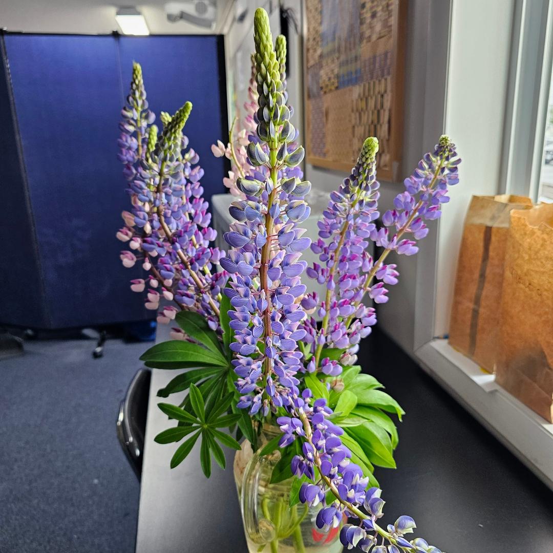 A co-worker's Lupines