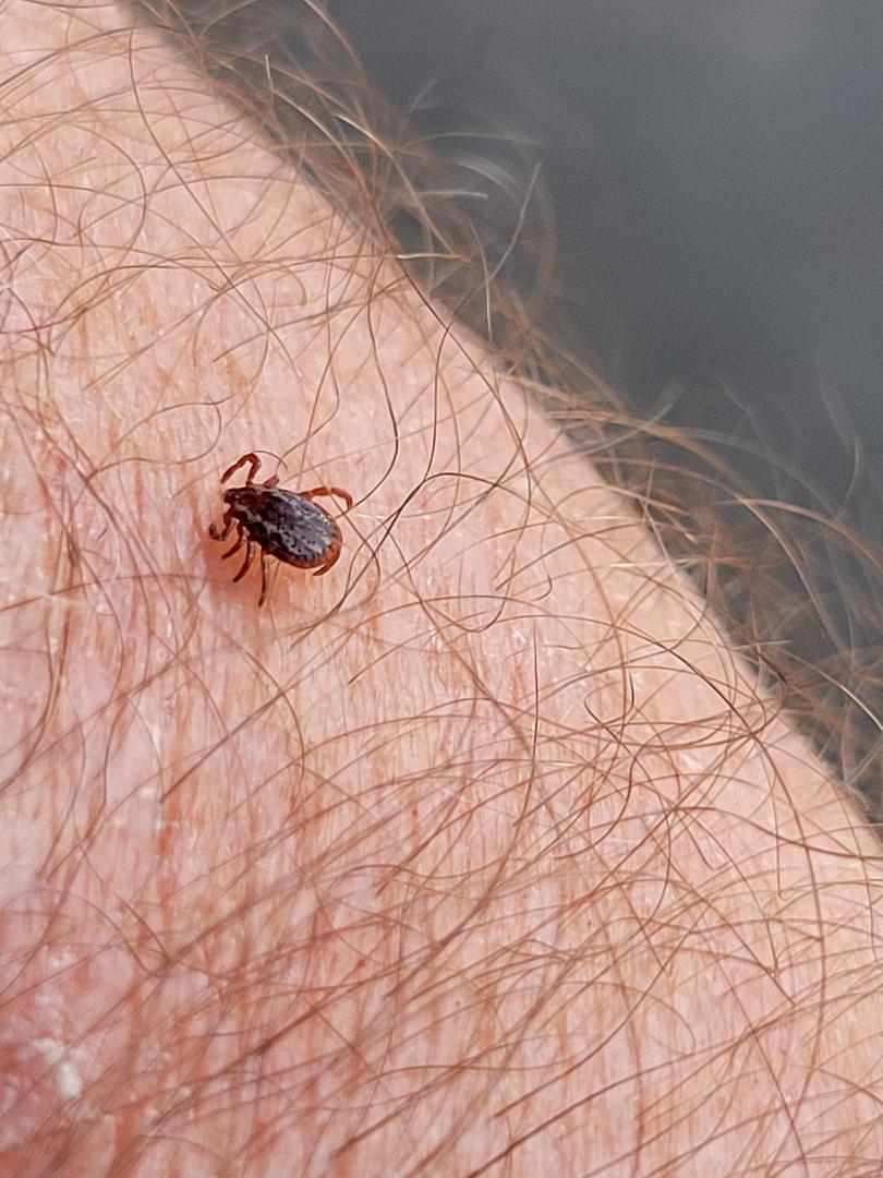 Oh !
COME ON MAN !
Not TICKS already !!