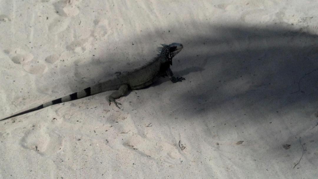 My new friend