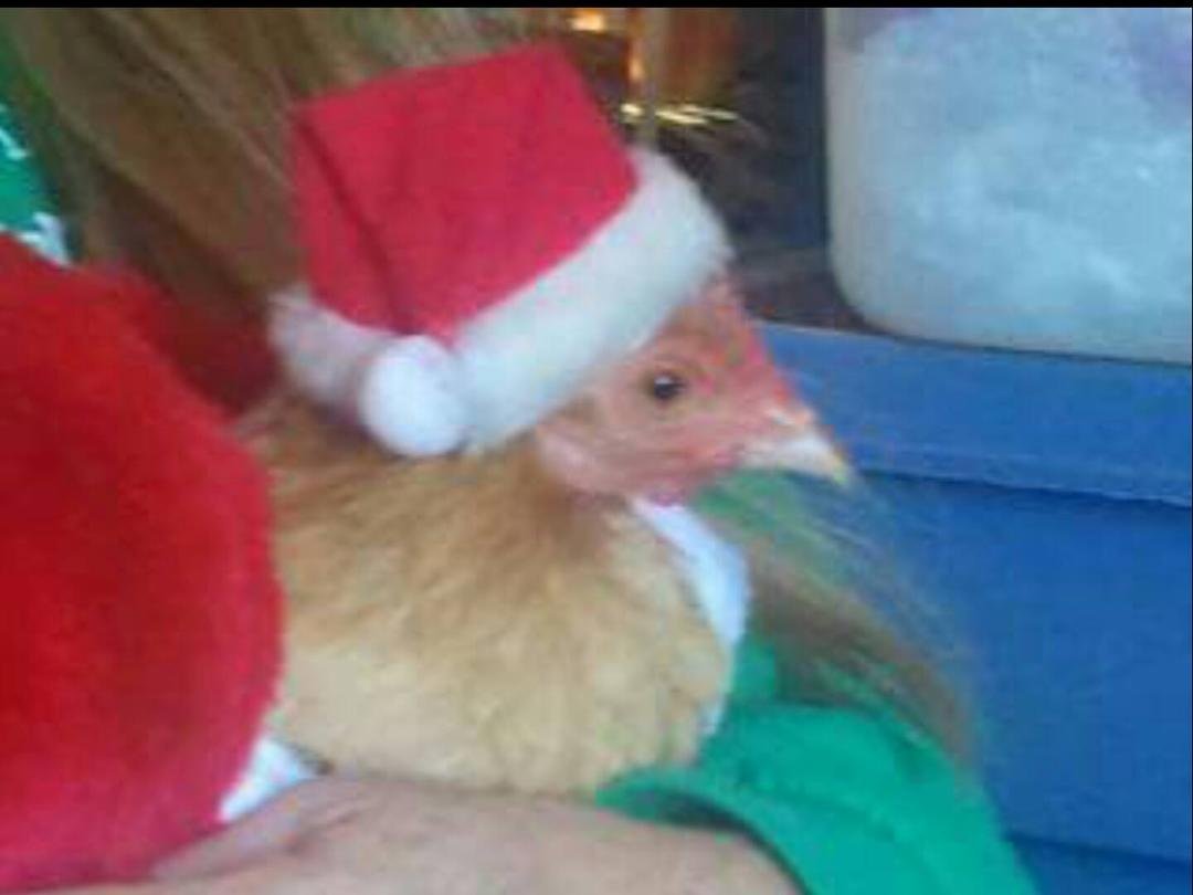Suzie says Merry Christmas