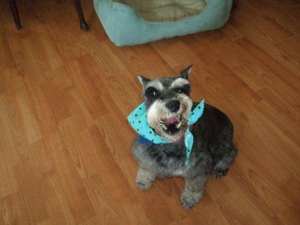 Scrappy's new haircut and showing a few teeth!