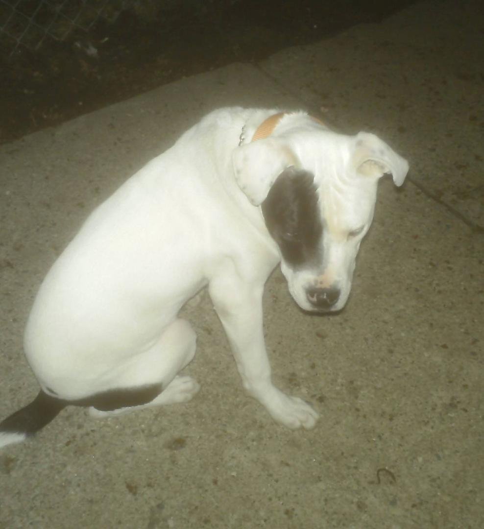 For all you PETEY LOVERS he is back to taking short walks with dad Jay!