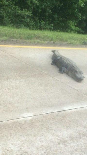 This gator was on I-10 near Breaux Bridge today about 7:00 PM