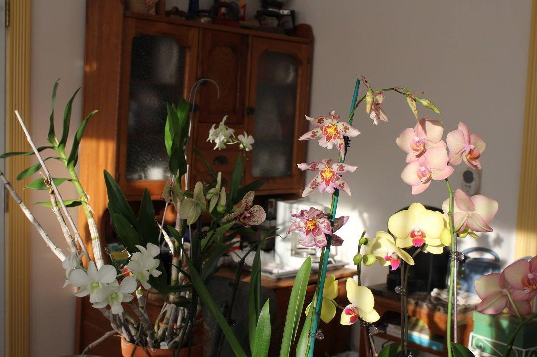 A few of my orchids.