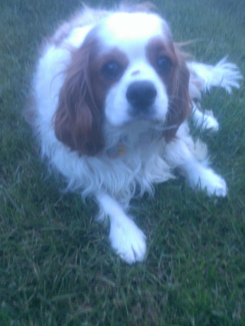 Recent pic of Charlie...none of Maggie...she sees the phone/camera and runs away! LOL