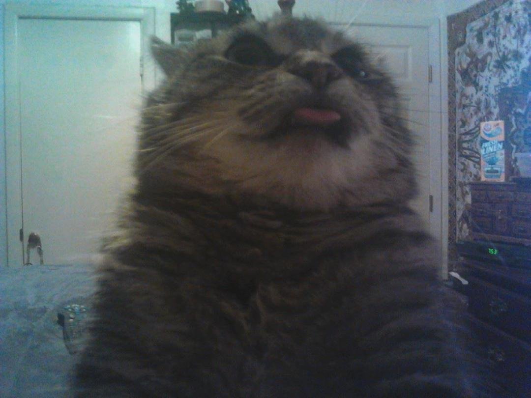 Tigers sticking her tounge out at me. Geez what the hell did i do to her??? I feed her and love her and this is what i get! Smh...