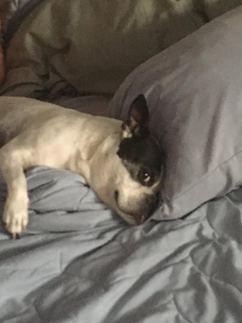 I euthanized my dog this morning. As I drove away wiping the tears from my eyes I thought of Johnny Carson. I recently read that while he displayed his abundance of personality on stage, in person he was quite aloof. When a