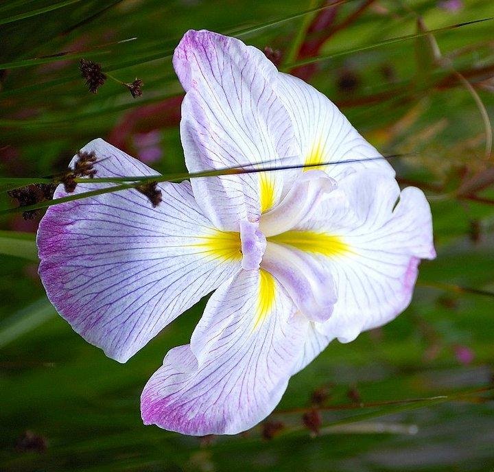 Iris in motion