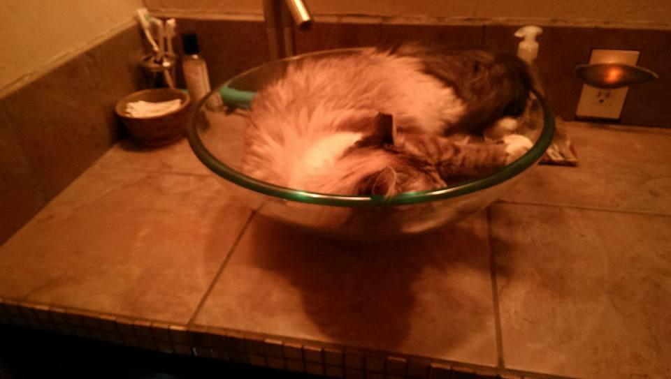 Sage found a new place to sleep how cute!