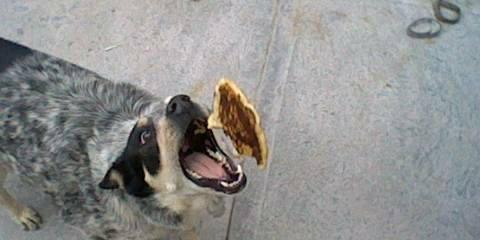 yummy pancake