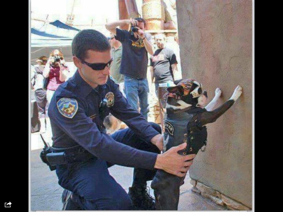 My dog is in trouble again!!!