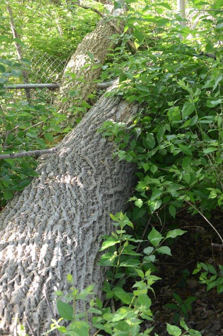 Fallen