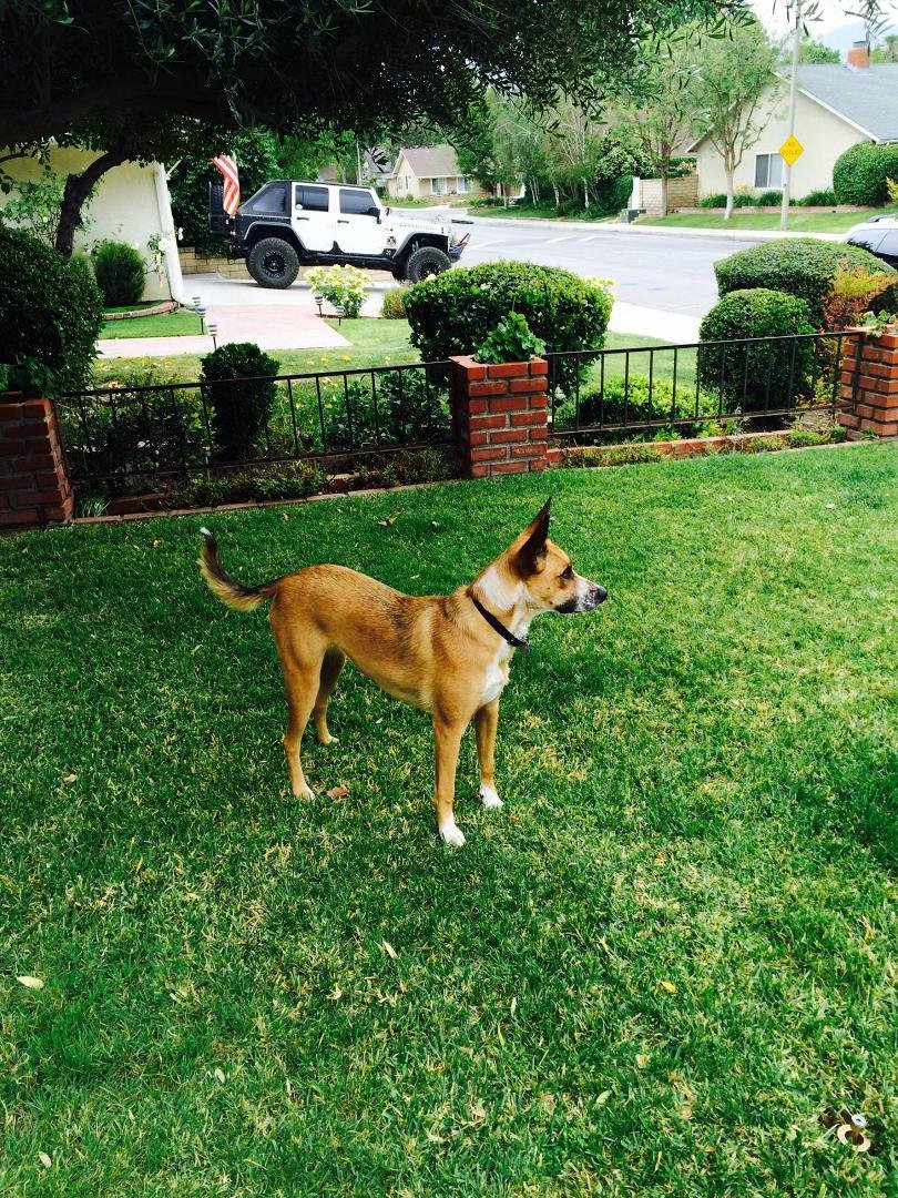 Kona.....one year ago when we rescued her, she was this cute little 9 LB puppy & now she is a beautiful 62 LB lady with a personality all of her own.......