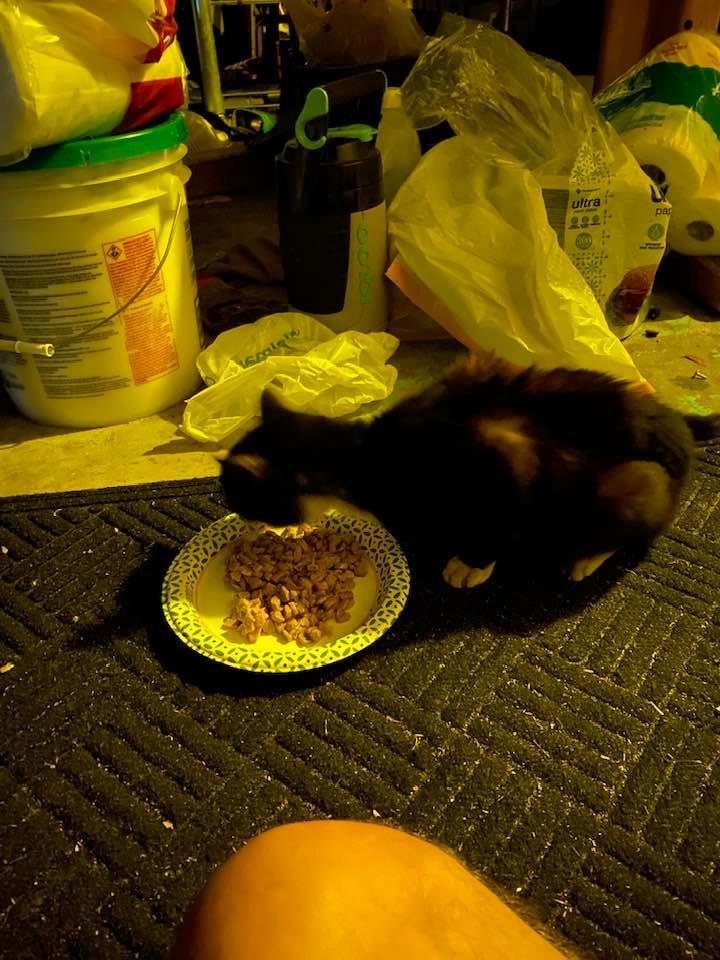Mouse the cat,he still surviving
