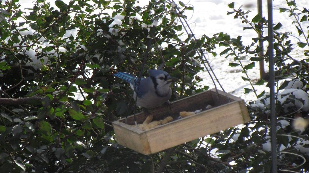 This blue jay enjoys the shelled peanuts for a supply of energy and warmth on this cold January day.
