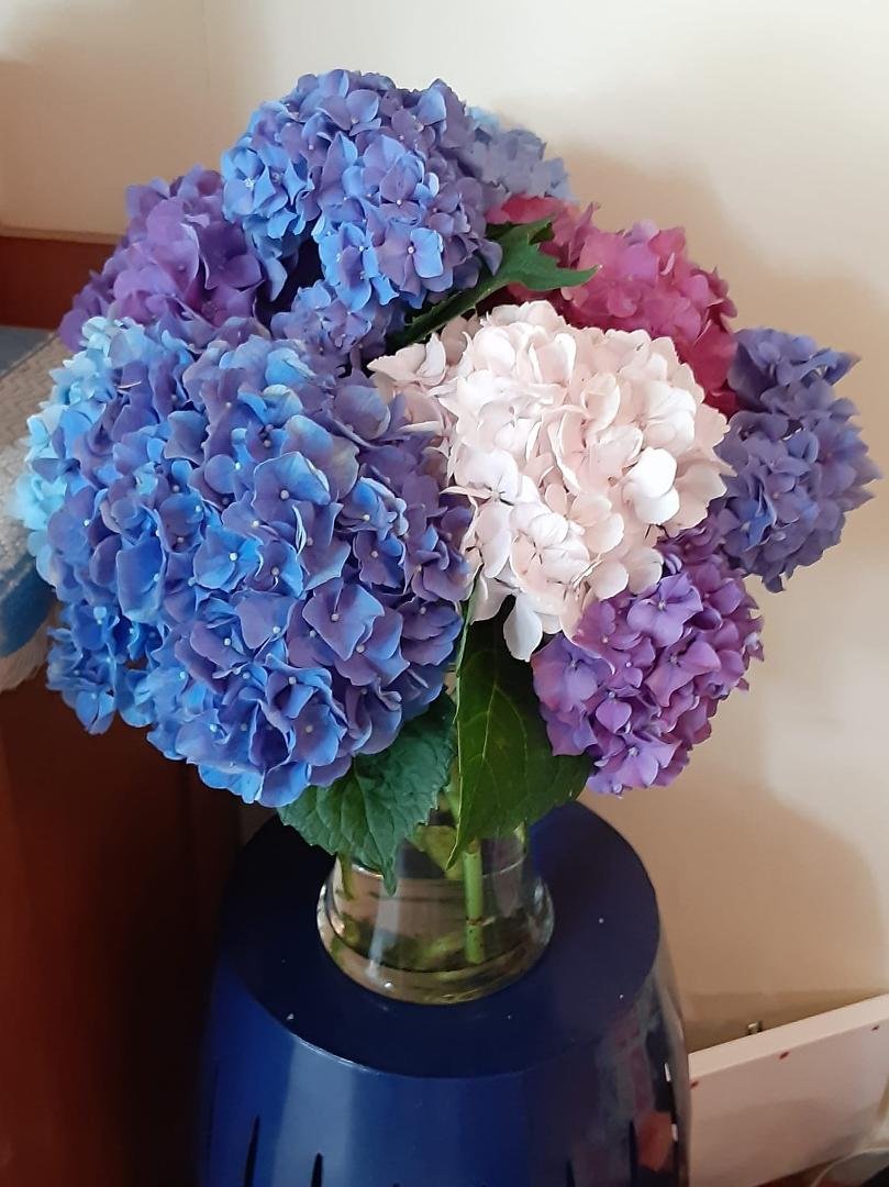 Beautiful hydrangeas Jay brought me from his garden. Homegrown flowers - the very best kind!