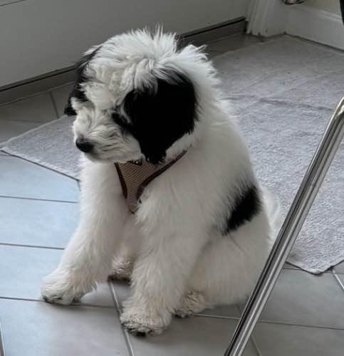 Do you think he could pose as a panda bear?🐼🐼🐼🤣🤣🤣