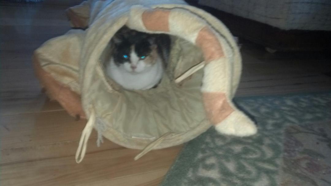 New cat toy