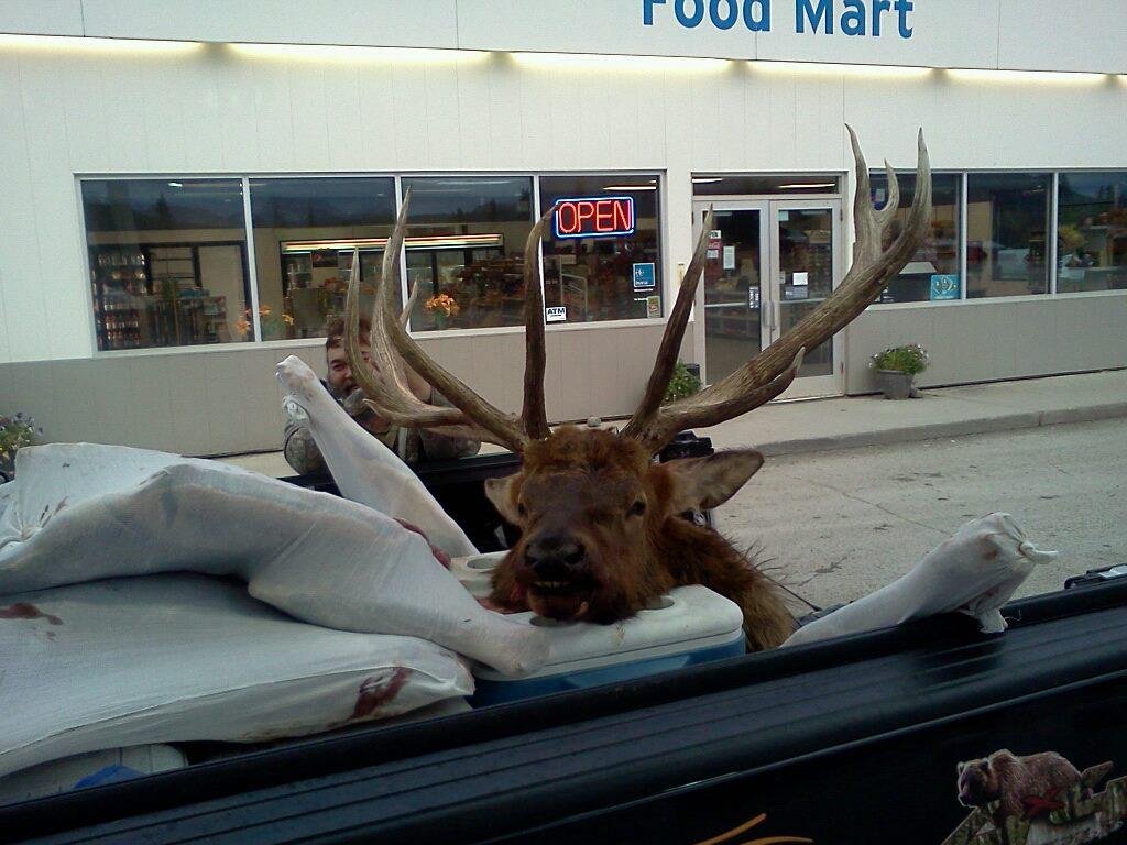 Elk in Alaska