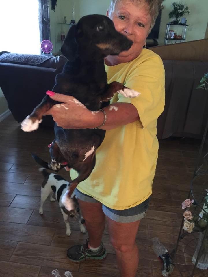 Our dog decided he wanted to help paint.