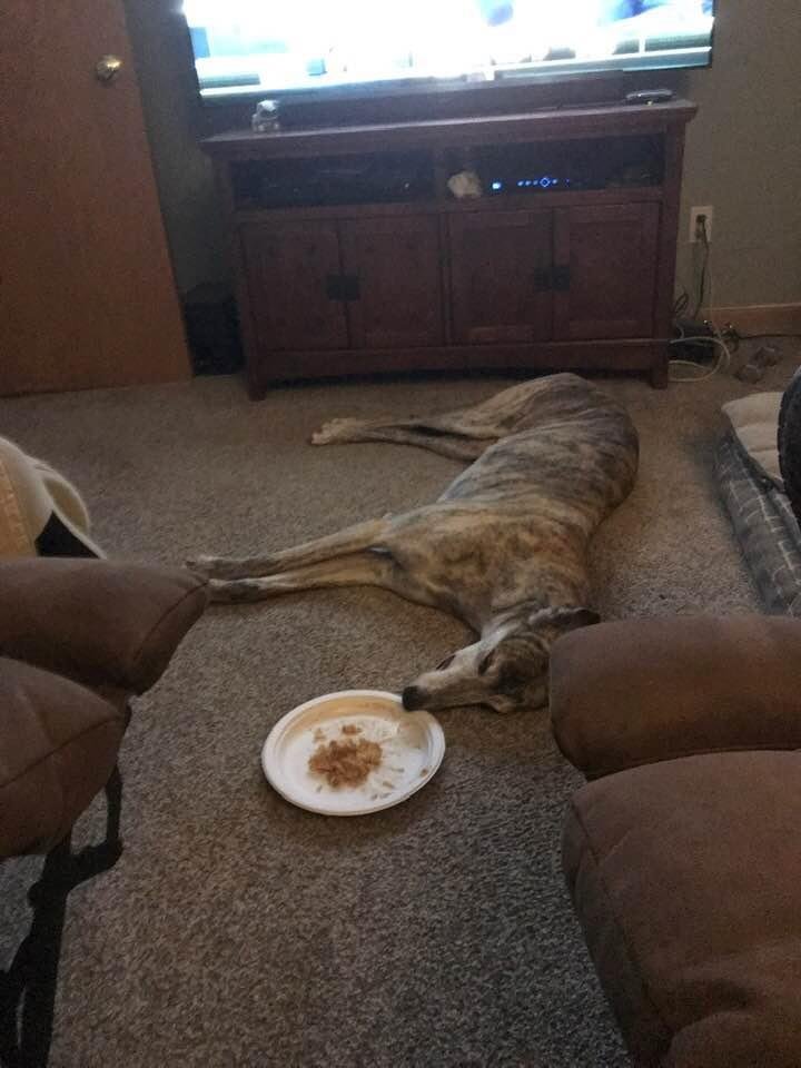 Poor Buddy, two weeks in a kennel is so stressful!! Happy to be home.