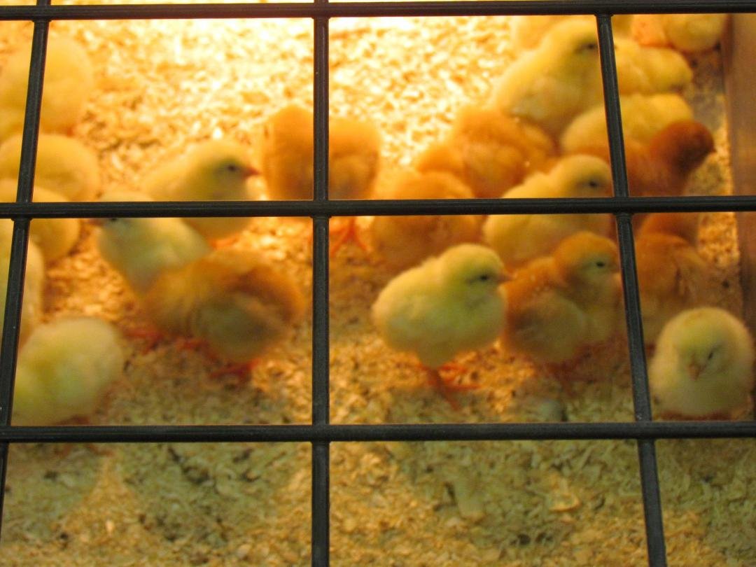 Here a chick, there a chick, everywhere a chick!