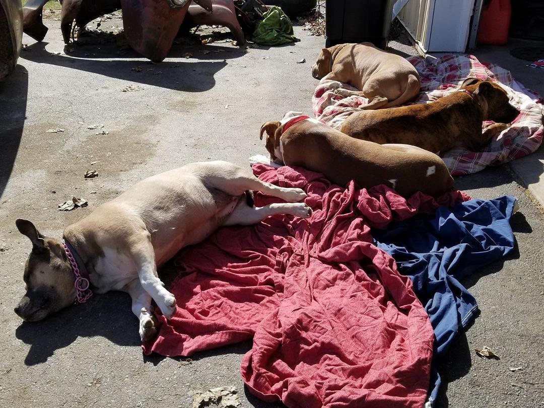 Our four pooped pups aren't spoiled are they, laying on blankets outside. Lol