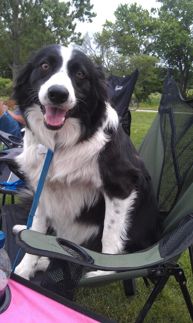 Baseball dog