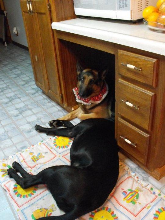 William Winkle's album, Dogs