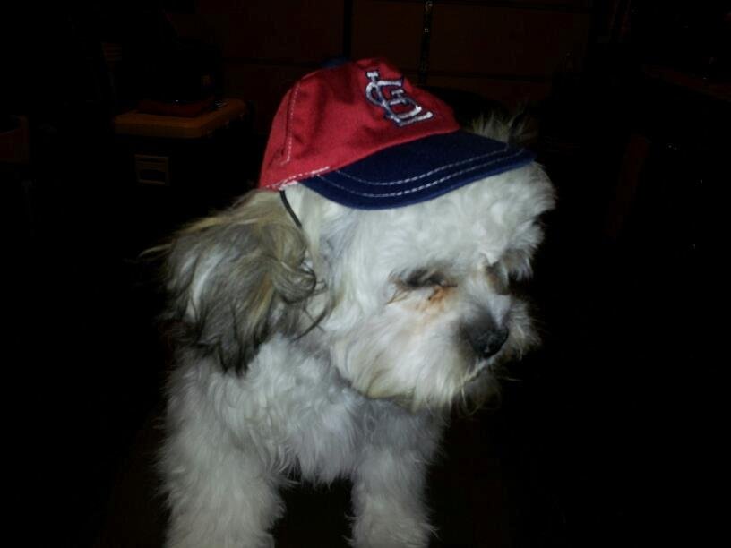 my daddy says I'm a Cardinal fan. Give me a treat and I'll be whoever u want me to be.....