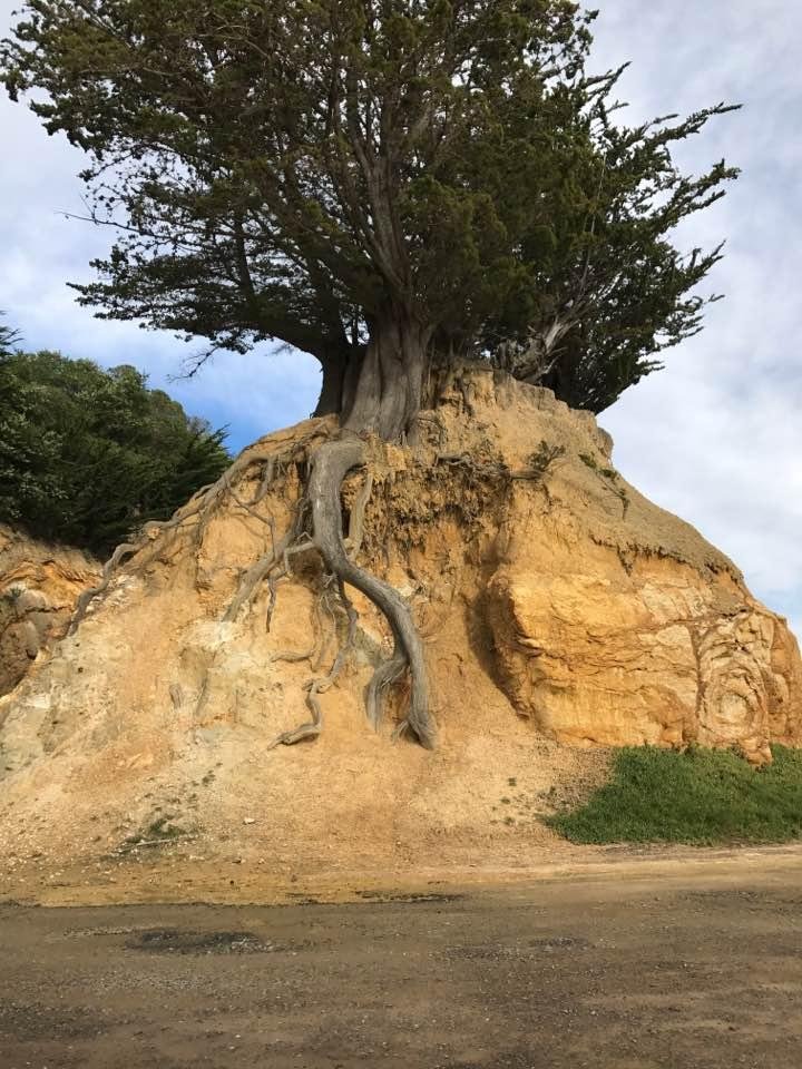 Thursday (Thursday here/ Wednesday there) we went to the Portobello Peninsula just north of Dunedin where this tree is growing out of this rock.
