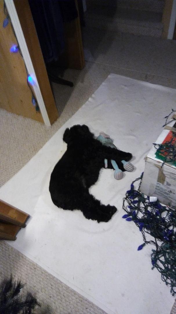 My little buddy with his little buddy, all tuckered out from setting up Christmas decorations...🐶