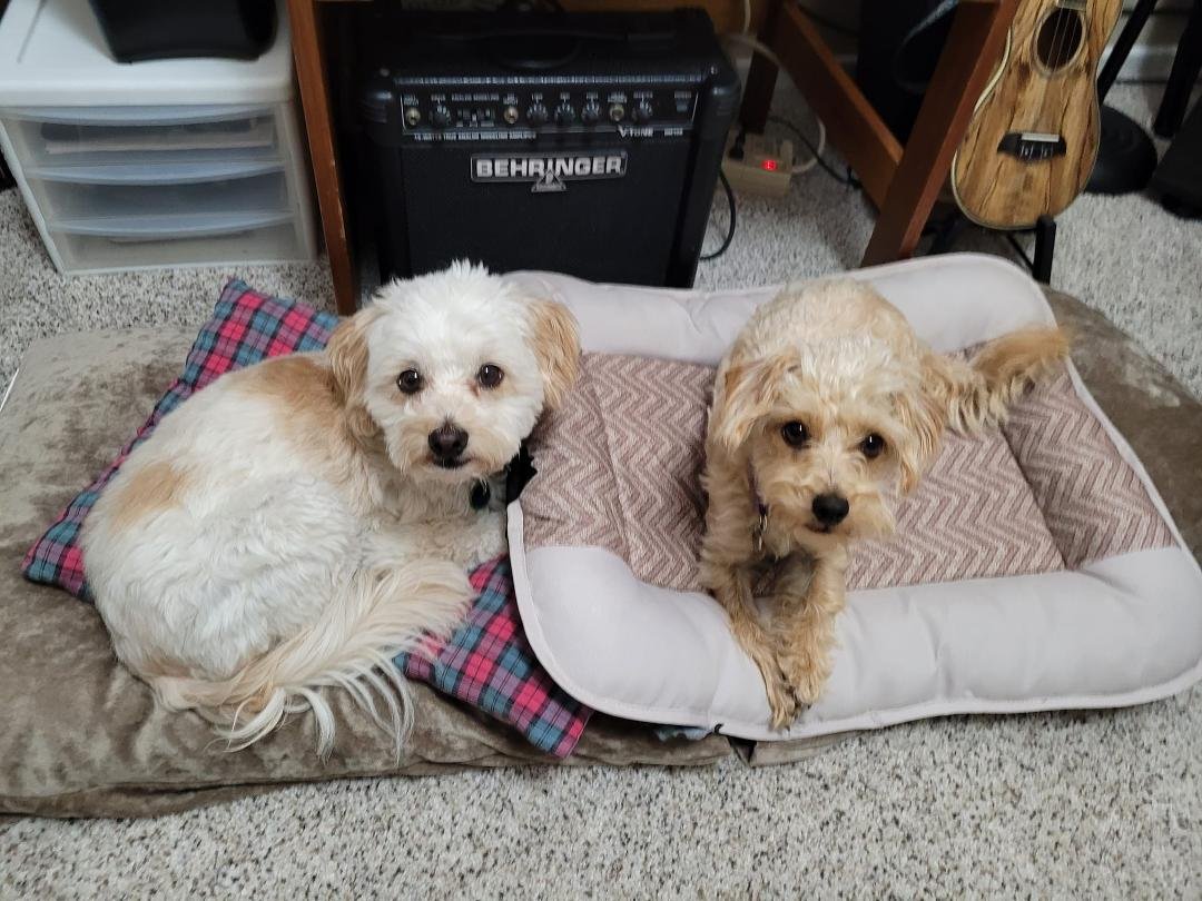 Happy National Dog day!