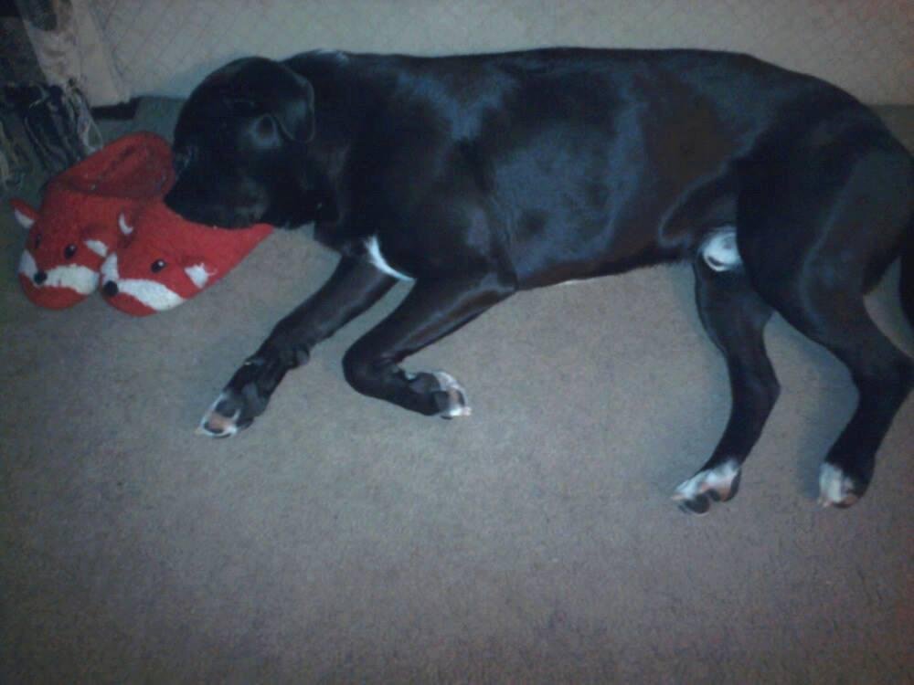 Max had a case of the "toots" last night so Bentley came up with a plan :-)