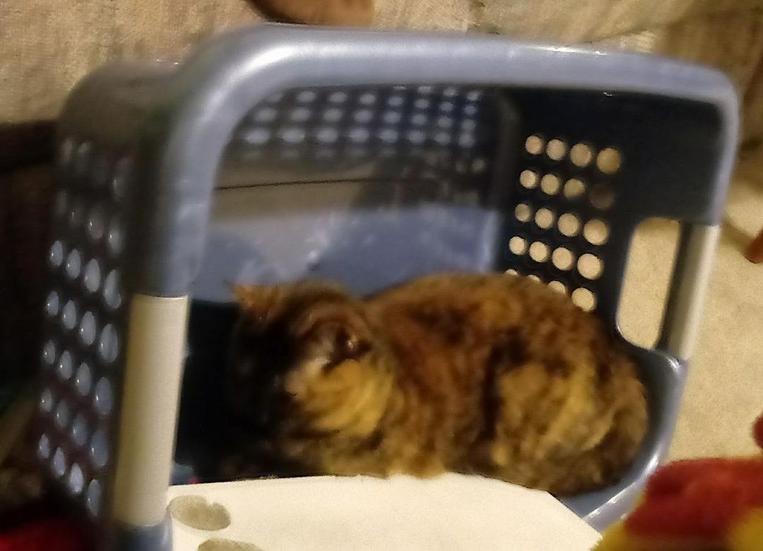 Well, Savannah looks content.