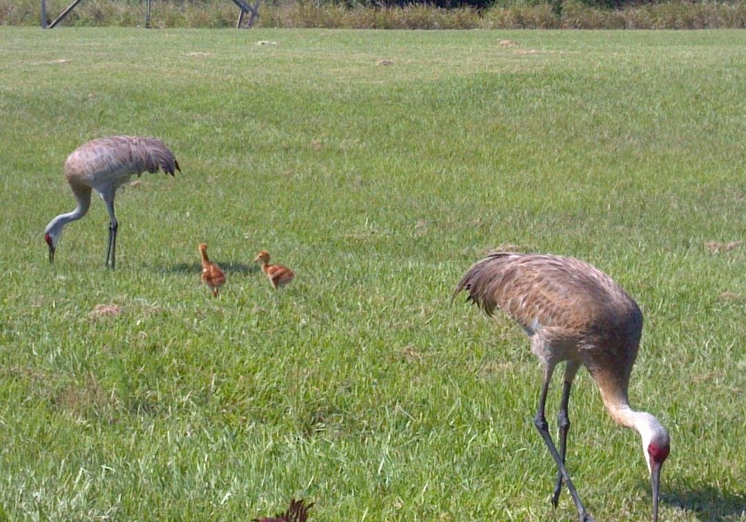 Mom and Dad Sandhill Crane taking their youngsters for a walk at the Vero Beach Mall. It's really fun having these large birds wandering around our area. :-D
