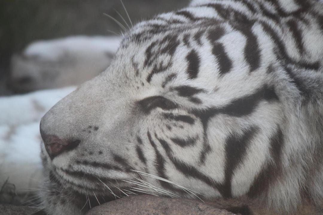 White Tiger at Busch Gardens