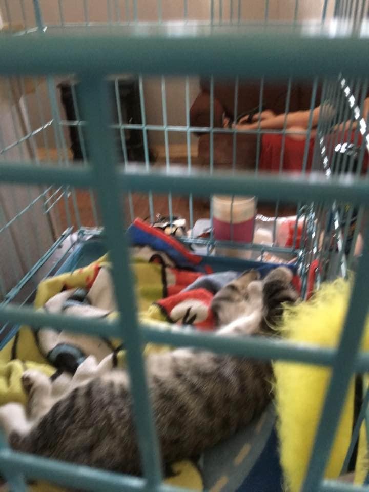 My baby is spending the day in his room so the dogs can get used to him. He is very happy but got tired