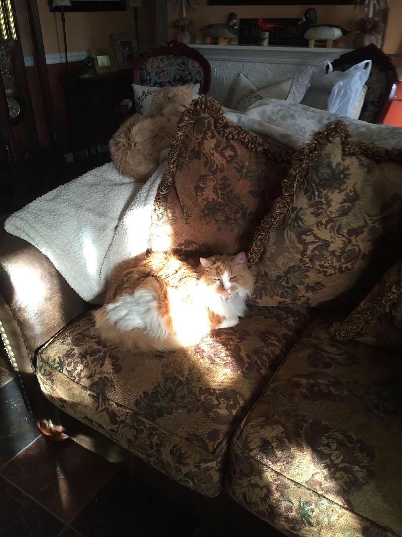 Bonnie and Clyde chilling on a cold day.