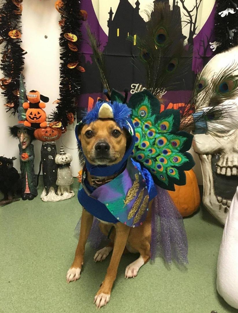 Lana won the Halloween contest at her daycare. Good work by Yoosun!
