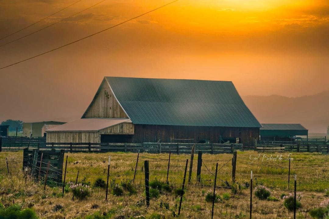 My  picture BY SUNSET which reads 
"How captivating am I as I stand n this pasture as a place of shelter and security for the horses, cows, and any other animals they see fit. As I have this stunning SUNSET as my backdrop t